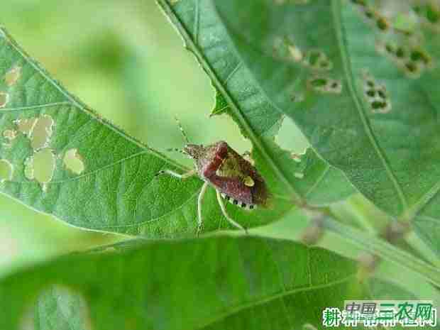 西兰花（青花菜）如何防治斑须蝽？